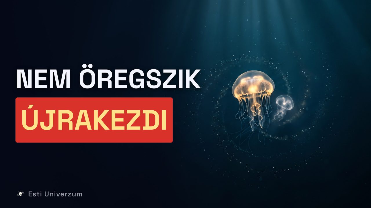 A rész borítóképe: Miért öregszünk, ha egy medúza képes megfiatalodni?