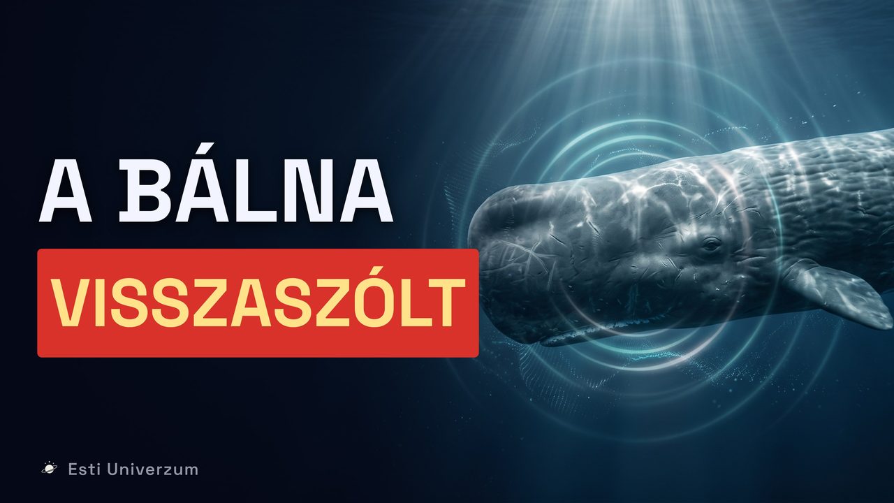 A rész borítóképe: Beszélhetünk valaha a bálnákkal az AI segítségével?